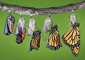 Si rompes el capullo para ayudar a la mariposa a salir, la matarás. Sus alas necesitan de ese esfuerzo para fortalecerse.