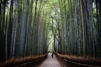 Al regresar, ya el bosque no daba tanto miedo como antes.