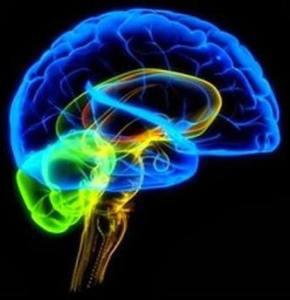 Nuestros cerebros, son dispositivos complejos sobre los que no el que no entendemos mucho.