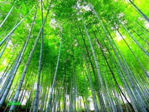 El bambú demora 6 años en germinar y luego crece 7 metros en 6 meses. Así puede ser el proceso del ego.  Depende de ti y de si quieres comenzar.