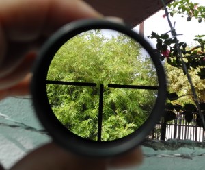 Tu atención está enfocada desde tu corazón. 