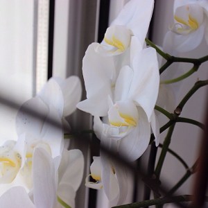 reto de gratitud 8 1