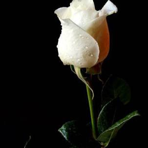 Respuestas permanentes