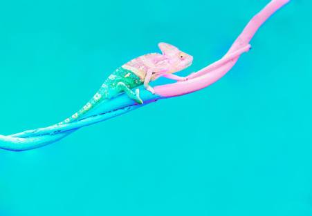 Estapas a superar - Internalizacion