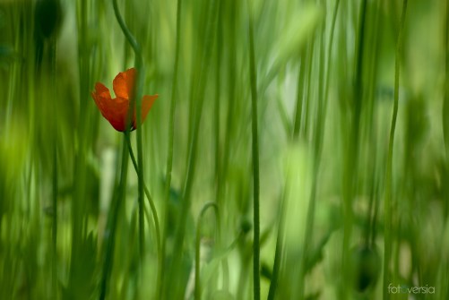 Tratando de entender